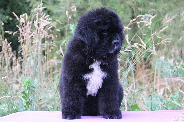 Фото: ньюфаундленд Ментор с Берега Дона (Mentor s Berega Dona)