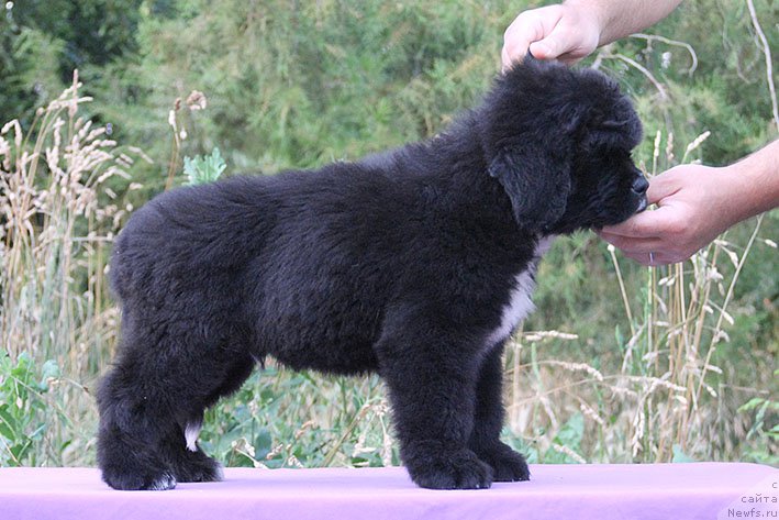 Фотография № 227842