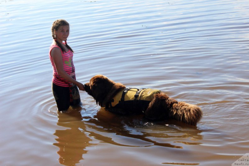 Фото: ньюфаундленд Династия Падеде Идельвейс (Dinastiya Padede Idelveys)