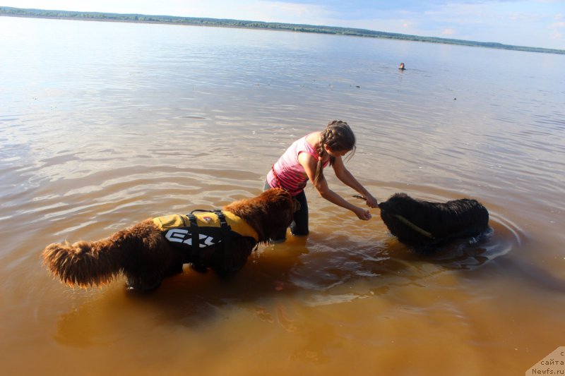 Фото: ньюфаундленд Династия Падеде Идельвейс (Dinastiya Padede Idelveys)