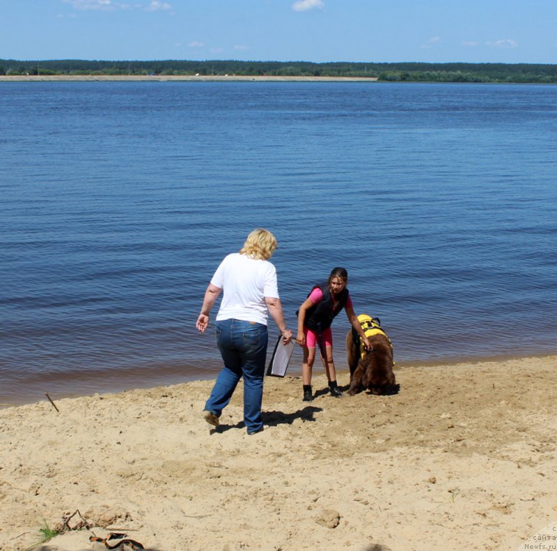 Фото: ньюфаундленд Династия Падеде Идельвейс (Dinastiya Padede Idelveys)
