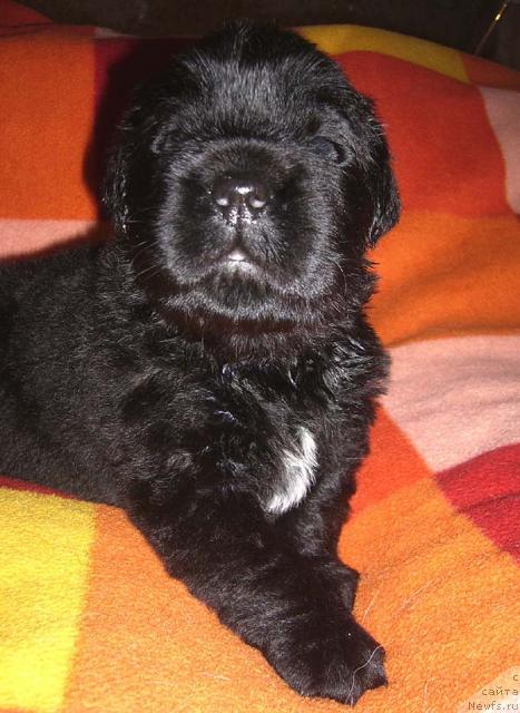 Фото: ньюфаундленд Супер Бизон Грегори Грег