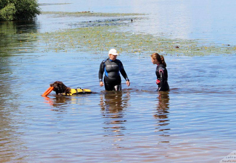 Фото: Ингуна Тихомирова, ньюфаундленд Браунблад МСК Ауди Рэд Лэсс (Brownblood MSK Audi Red Less), Мария Шмелева