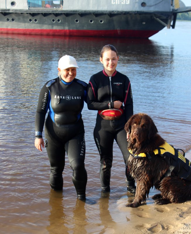 Фото: Ингуна Тихомирова, ньюфаундленд Браунблад МСК Ауди Рэд Лэсс (Brownblood MSK Audi Red Less), Мария Шмелева