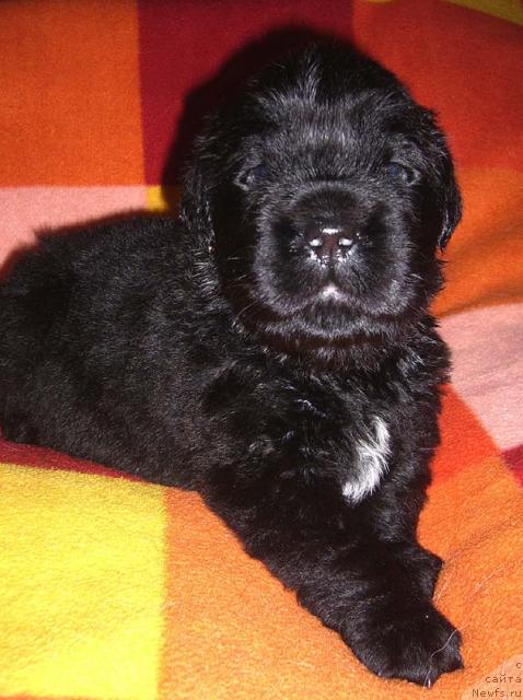 Фото: ньюфаундленд Супер Бизон Грегори Грег