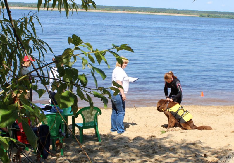 Фото: ньюфаундленд Браунблад МСК Ауди Рэд Лэсс (Brownblood MSK Audi Red Less), Мария Шмелева