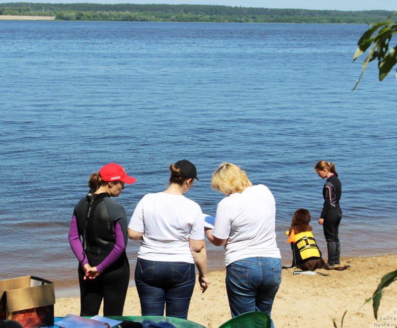 Фото: ньюфаундленд Браунблад МСК Ауди Рэд Лэсс (Brownblood MSK Audi Red Less), Мария Шмелева