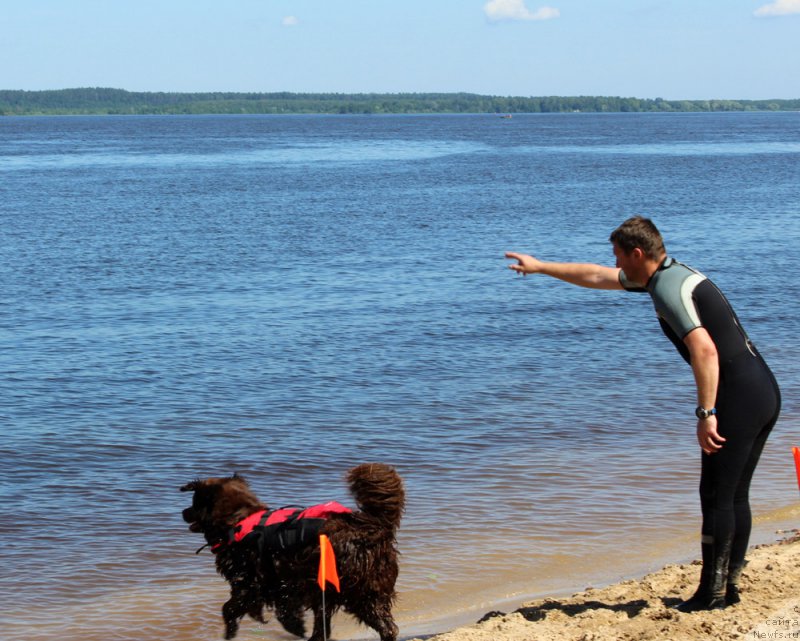 Фото: ньюфаундленд Чара Хани Лес (Chara Hani Les), Александр Черванёв