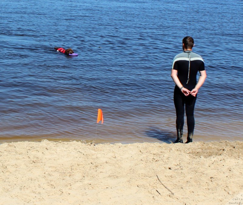 Фото: ньюфаундленд Чара Хани Лес (Chara Hani Les), Александр Черванёв