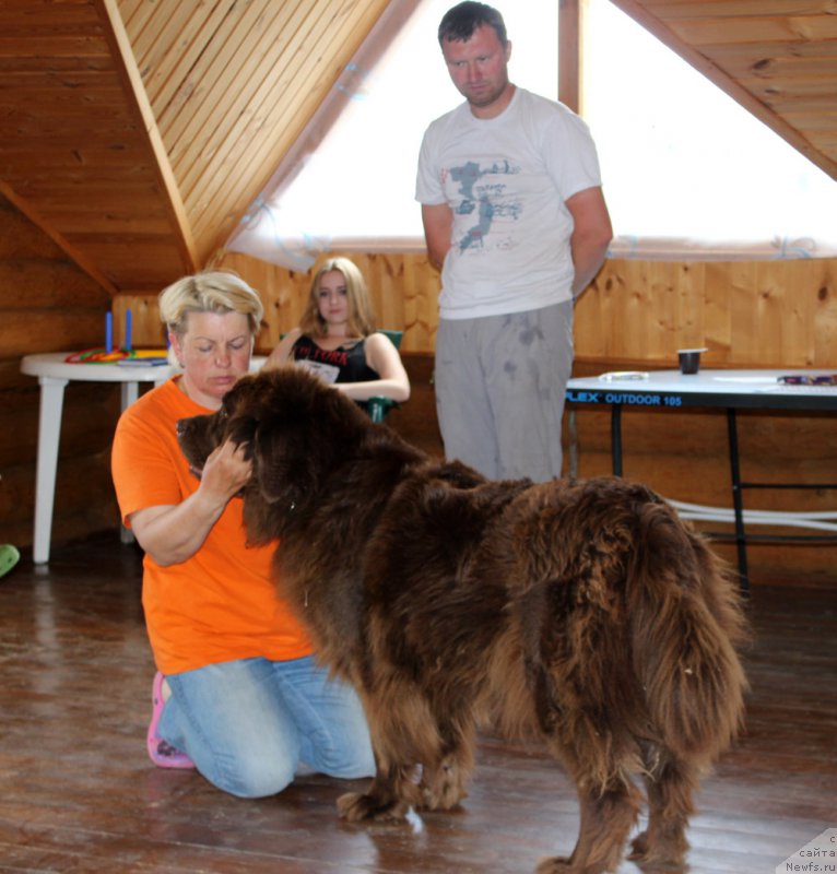 Фото: ньюфаундленд Чара Хани Лес (Chara Hani Les), Александр Черванёв