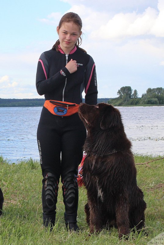 Фото: Мария Шмелева, ньюфаундленд Браунблад МСК Ауди Рэд Лэсс (Brownblood MSK Audi Red Less)