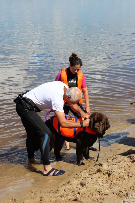 Фото: ньюфаундленд Николь Голд Стар (Nikol Gold Star), Юлия Демидова