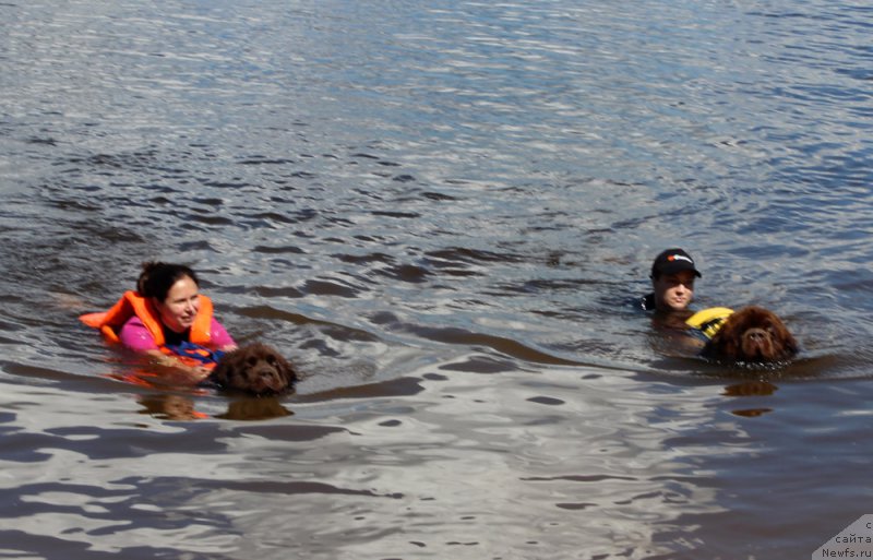 Фото: ньюфаундленд Николь Голд Стар (Nikol Gold Star), Юлия Демидова