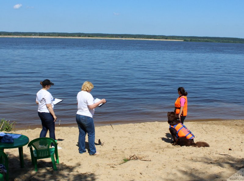 Фото: ньюфаундленд Николь Голд Стар (Nikol Gold Star), Юлия Демидова