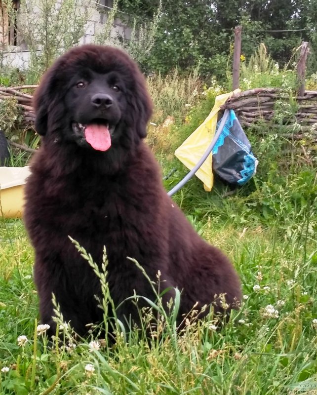 Фото: ньюфаундленд Velyke Malyatko Kava z Pertsem