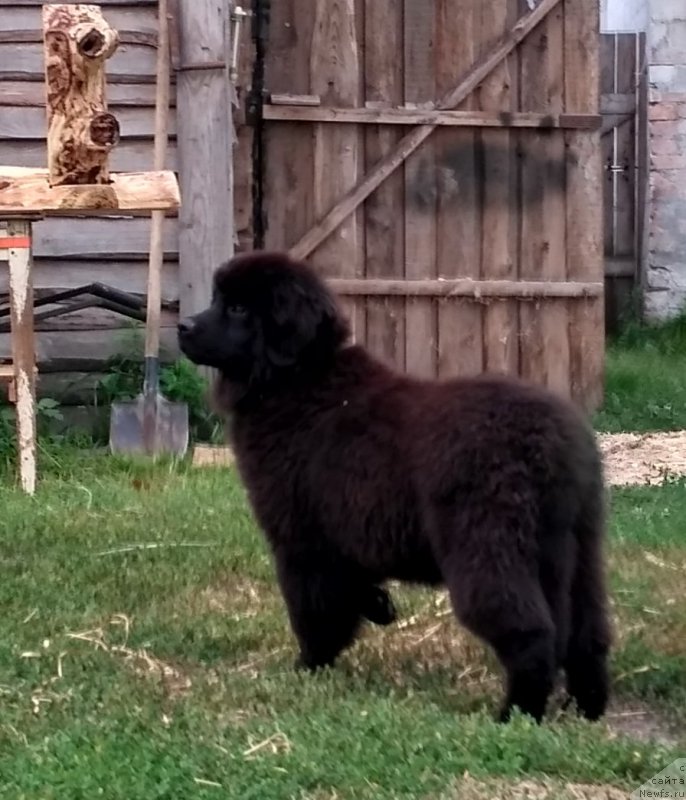 Фото: ньюфаундленд Velyke Malyatko Kava z Pertsem