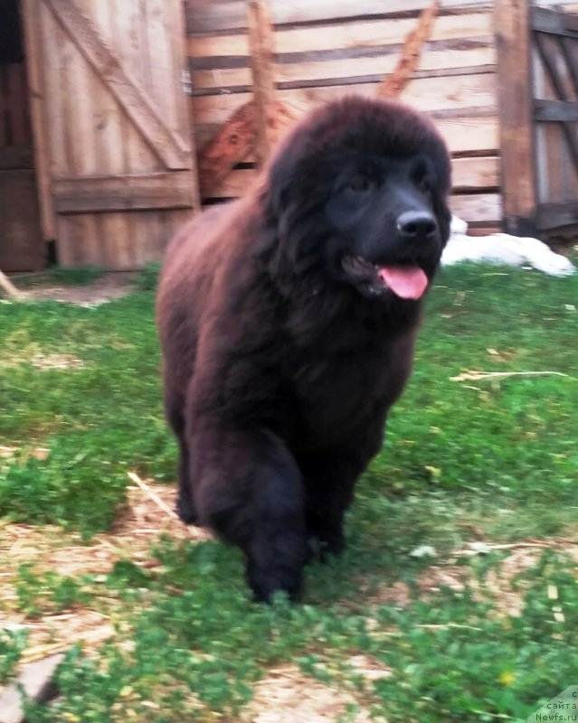 Фото: ньюфаундленд Velyke Malyatko Kava z Pertsem