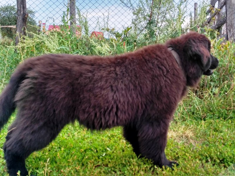 Фото: ньюфаундленд Velyke Malyatko Kava z Pertsem