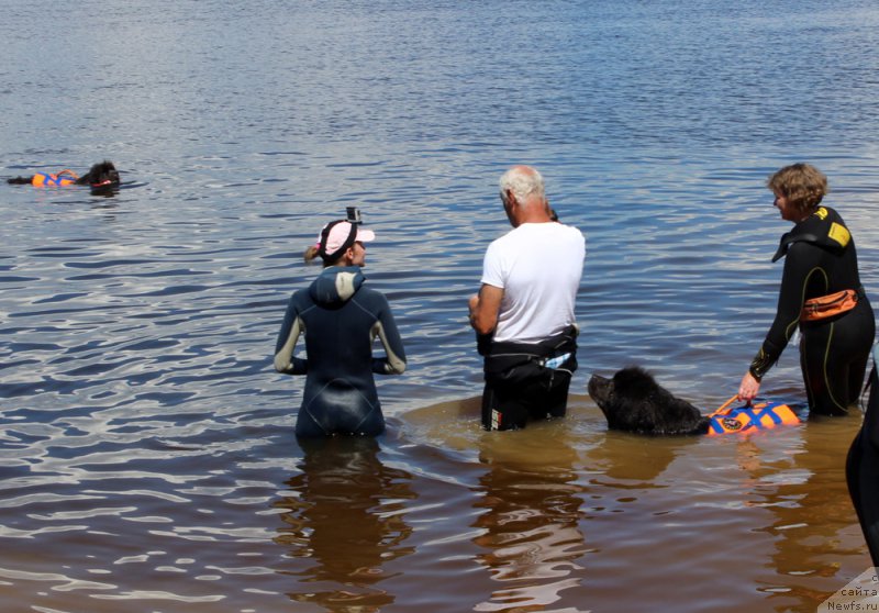 Фото: Анастасия Киреева, ньюфаундленд Дюрбахлер Клаб Альфаретта Виньетта, Анна Петрушкина, ньюфаундленд Мелти Вейв Марин Тифея (Melty Wave Marine Tifeya)