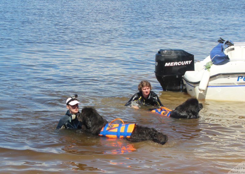 Фото: Анастасия Киреева, ньюфаундленд Дюрбахлер Клаб Альфаретта Виньетта, Анна Петрушкина, ньюфаундленд Мелти Вейв Марин Тифея (Melty Wave Marine Tifeya)