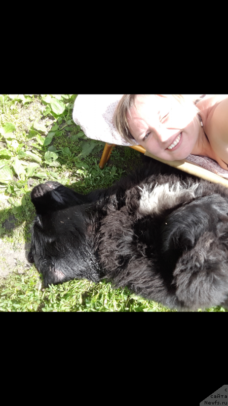 Фото: ньюфаундленд Белкондер-Клаб Ямайка Блю Маунтин (Belkonder-Club Jamaica Blue Mountin)