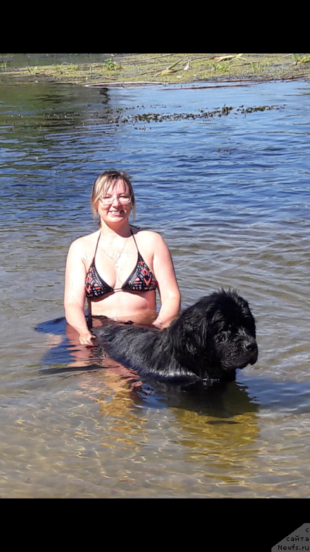 Фото: ньюфаундленд Белкондер-Клаб Ямайка Блю Маунтин (Belkonder-Club Jamaica Blue Mountin)