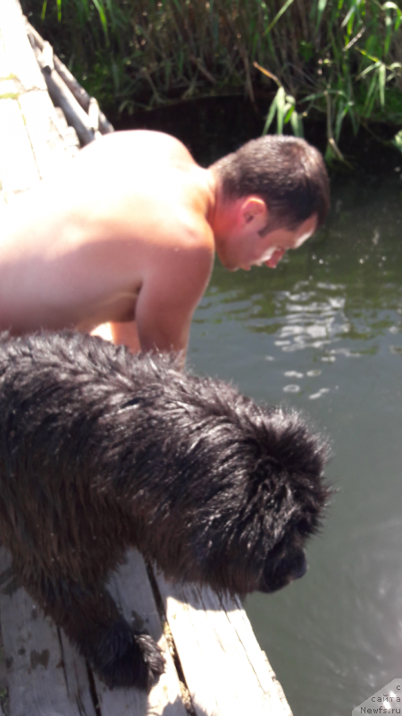 Фото: ньюфаундленд Белкондер-Клаб Ямайка Блю Маунтин (Belkonder-Club Jamaica Blue Mountin)