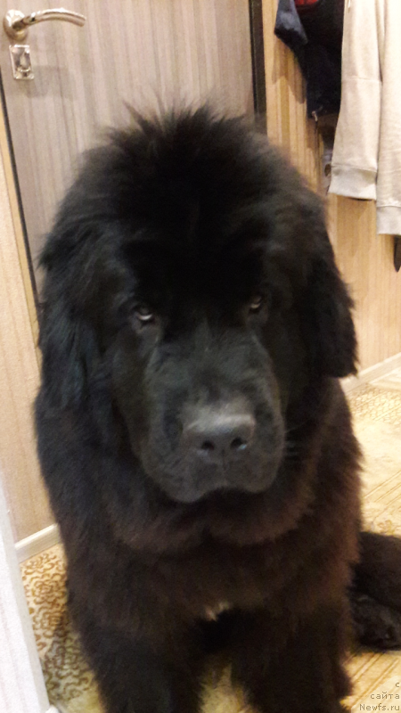 Фото: ньюфаундленд Белкондер-Клаб Ямайка Блю Маунтин (Belkonder-Club Jamaica Blue Mountin)