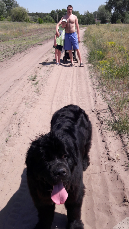 Фото: ньюфаундленд Белкондер-Клаб Ямайка Блю Маунтин (Belkonder-Club Jamaica Blue Mountin)