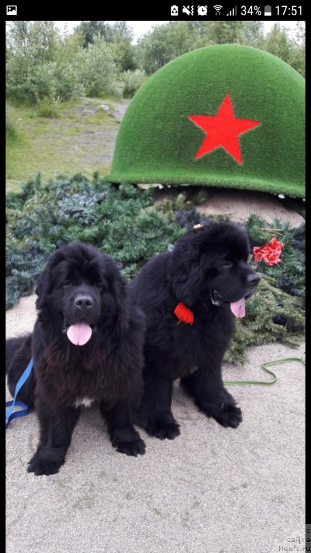 Фото: ньюфаундленд Белкондер-Клаб Ямайка Блю Маунтин (Belkonder-Club Jamaica Blue Mountin), ньюфаундленд Смигар Танго ин зе Найт (Smigar Tango in the Night)