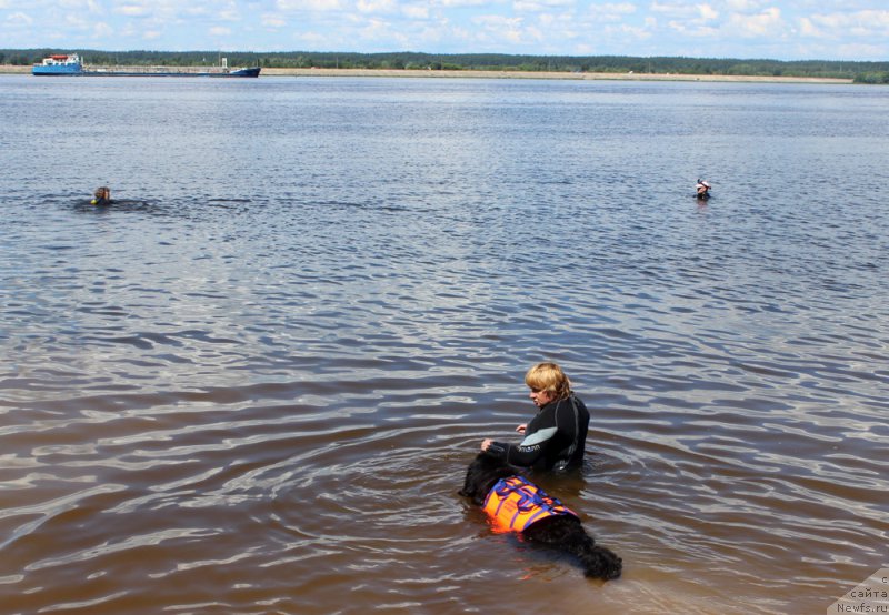 Фото: ньюфаундленд Русская Красавица Нюра, Елена Бажутина