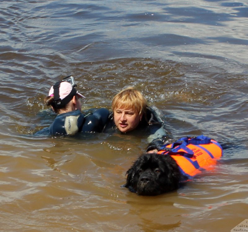 Фото: ньюфаундленд Русская Красавица Нюра, Елена Бажутина