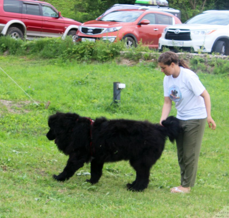 Фото: ньюфаундленд Преданный Друг