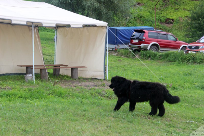 Фото: ньюфаундленд Преданный Друг