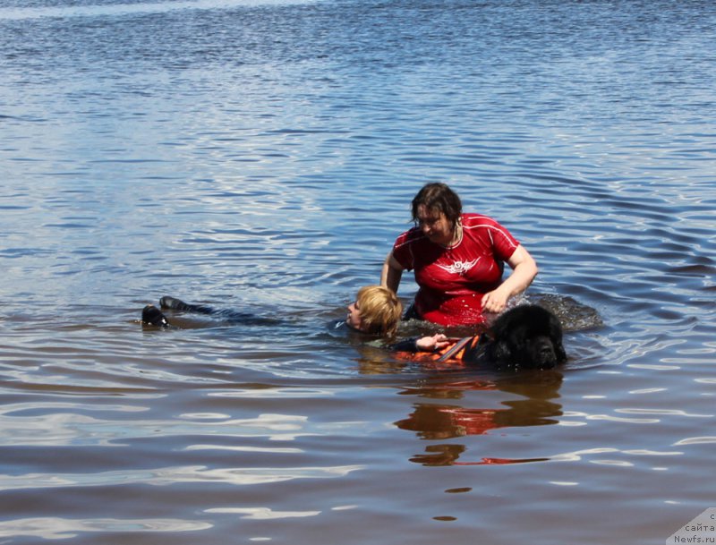 Фото: ньюфаундленд Матвей с Берега Дона (Matvey s Berega Dona), Лилиана Рахматова
