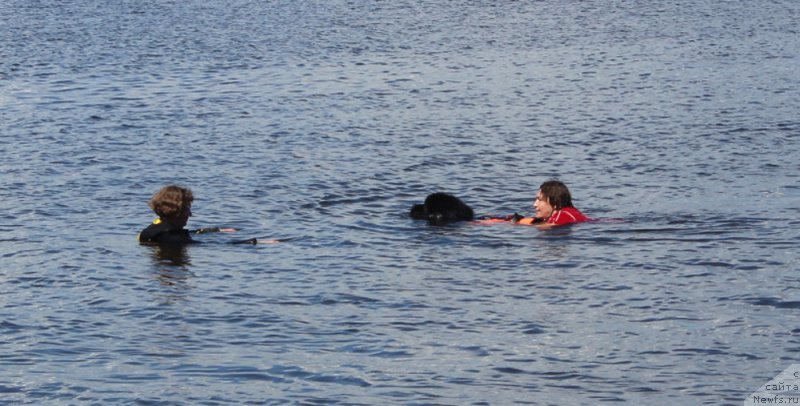 Фото: ньюфаундленд Матвей с Берега Дона (Matvey s Berega Dona), Лилиана Рахматова