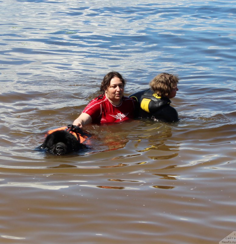 Фото: ньюфаундленд Матвей с Берега Дона (Matvey s Berega Dona), Лилиана Рахматова