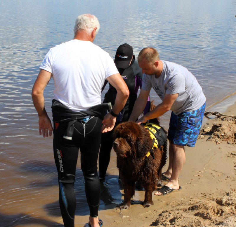 Фото: Дмитрий Самарцев, ньюфаундленд Чарли Де Бест Хелфи Пэл (Charli The Best Helfi Pel), Светлана Самарцева