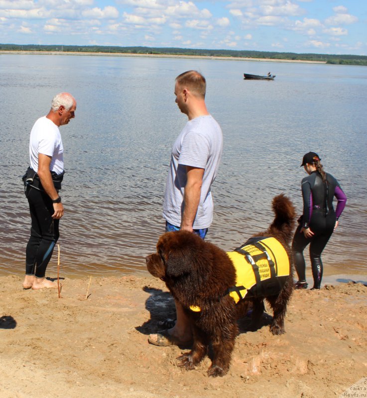 Фото: Дмитрий Самарцев, ньюфаундленд Чарли Де Бест Хелфи Пэл (Charli The Best Helfi Pel), Светлана Самарцева