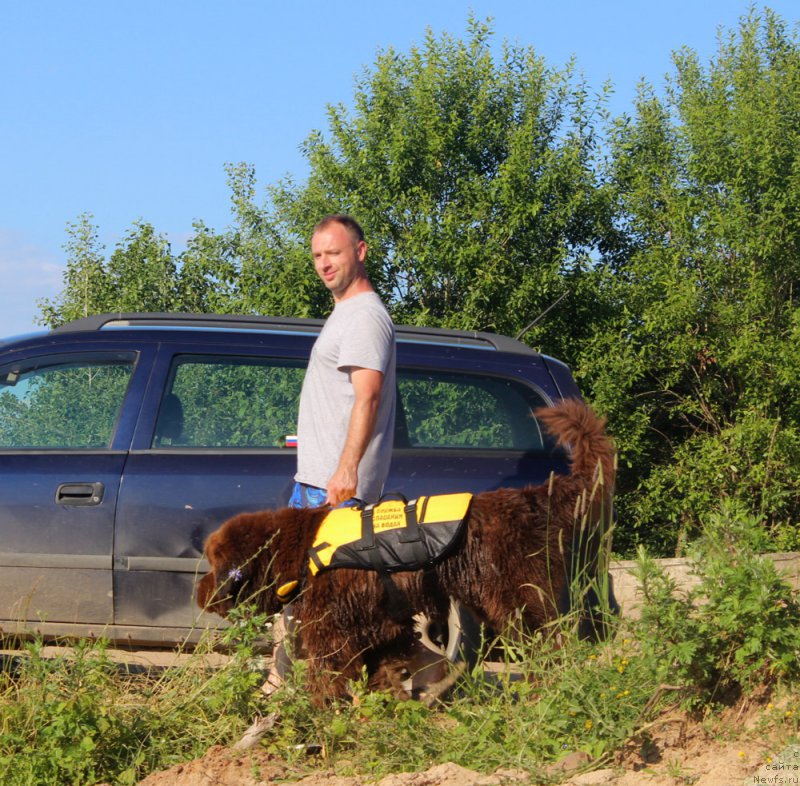 Фото: Дмитрий Самарцев, ньюфаундленд Чарли Де Бест Хелфи Пэл (Charli The Best Helfi Pel)