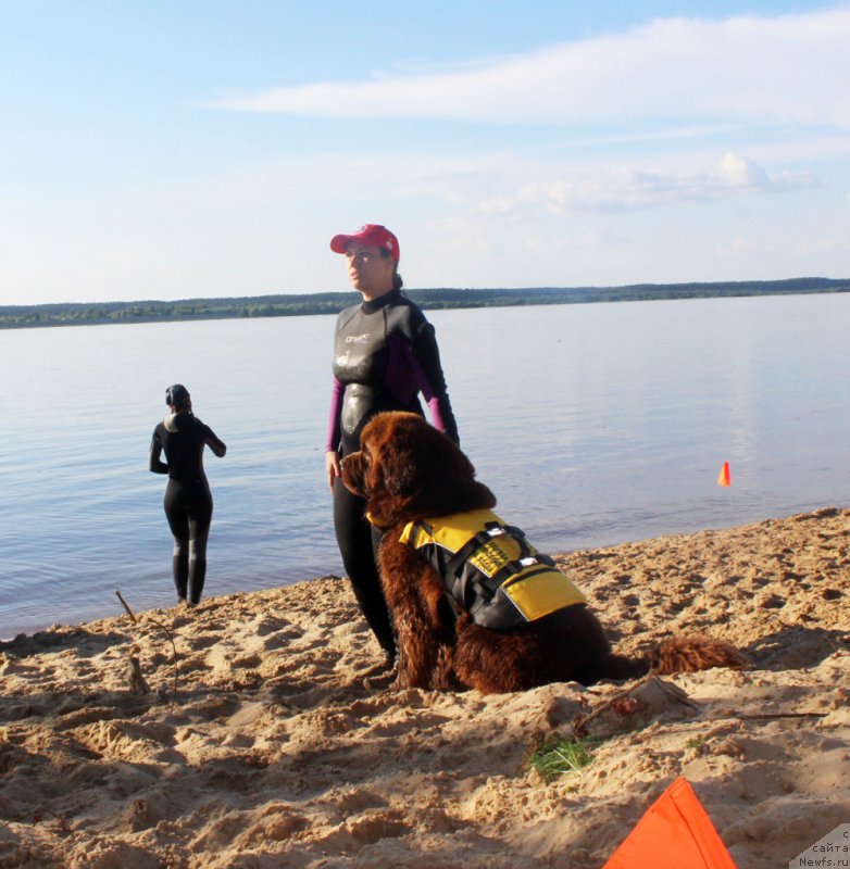 Фото: ньюфаундленд Чарли Де Бест Хелфи Пэл (Charli The Best Helfi Pel), Светлана Самарцева