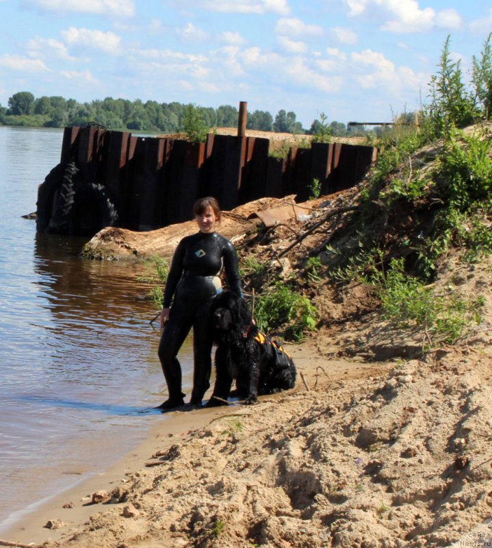 Фото: ньюфаундленд Ланкастер, Елена Ярыгина