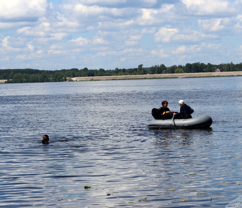 Фото: ньюфаундленд Ланкастер, Елена Ярыгина
