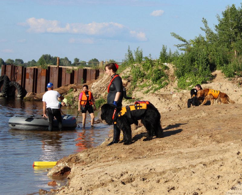 Фото: ньюфаундленд Ланкастер, Елена Ярыгина