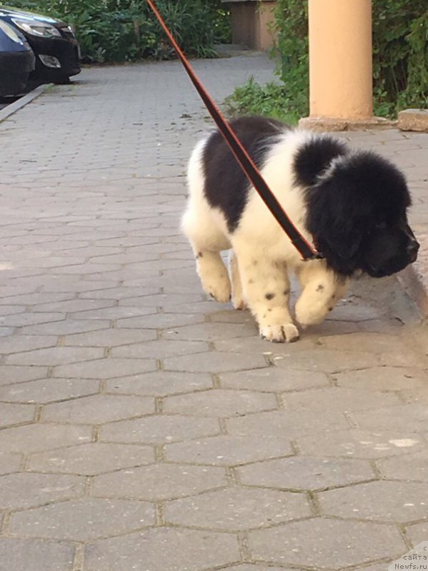 Фото: ньюфаундленд Енигматик Кингд Властелин Души