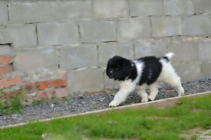 Фотография № 227965