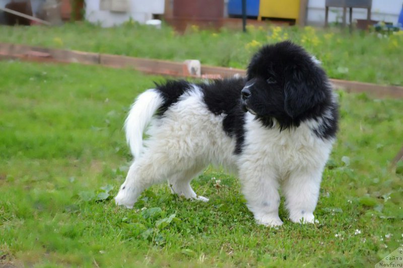 Фотография № 227966