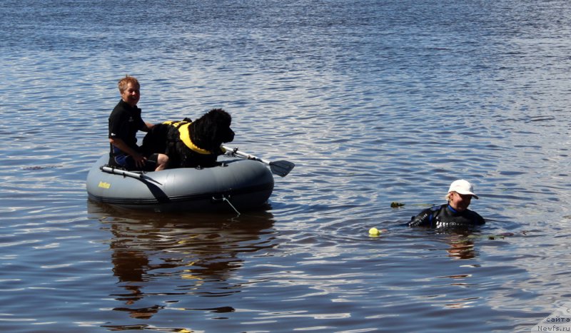 Фото: ньюфаундленд Монтсеррат Кабалье из Антаграда (Montserrat Caballe is Antagrada), Татьяна Яковлева