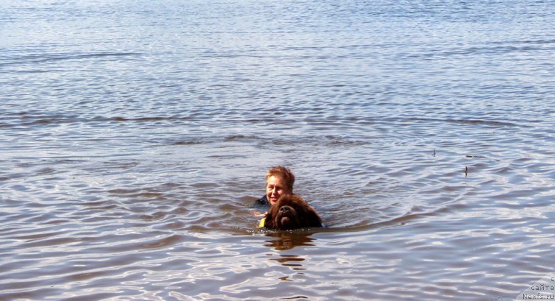Фото: ньюфаундленд Чармер Денкам Бронз (Charmer Denkam Bronze), Татьяна Яковлева