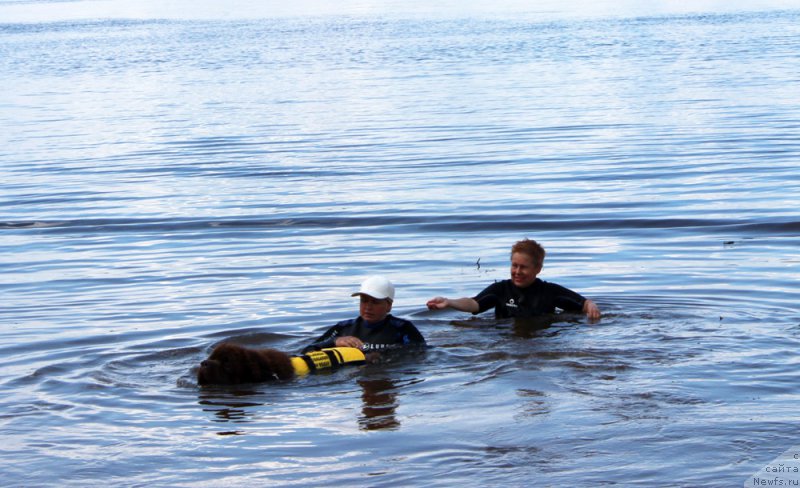 Фото: ньюфаундленд Монтсеррат Кабалье из Антаграда (Montserrat Caballe is Antagrada), Татьяна Яковлева